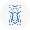 West Byfleet Wasp Nest Removal